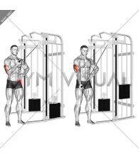 Cable One Arm Side Triceps Pushdown