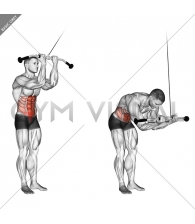 Cable Standing Crunch
