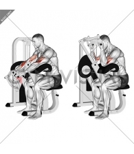 Lever Reverse Grip Preacher Curl