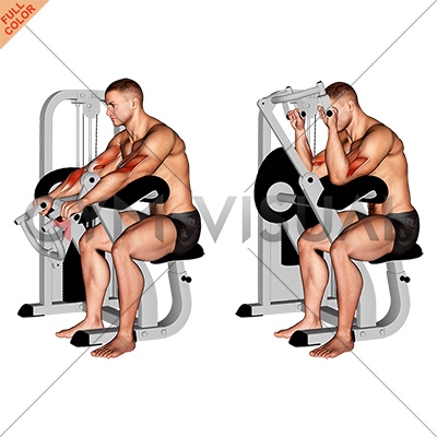 Lever Reverse Grip Preacher Curl