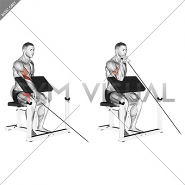 Cable One Arm Reverse Preacher Curl