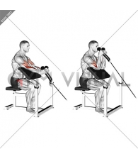 Cable Rope Hammer Preacher Curl