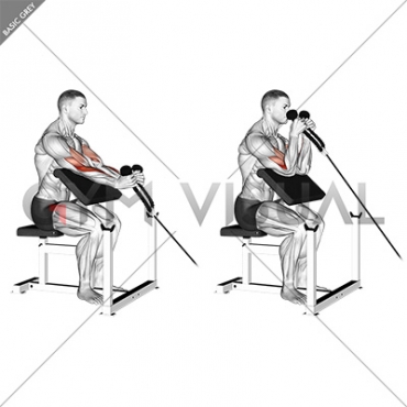 Cable Rope Hammer Preacher Curl