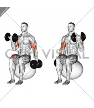 Dumbbell Alternating Seated Bicep Curl on Exercise Ball