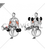 Dumbbell Bicep Curl on Exercise Ball with Leg Raised