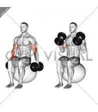 Dumbbell Hammer Curl on Exercise Ball