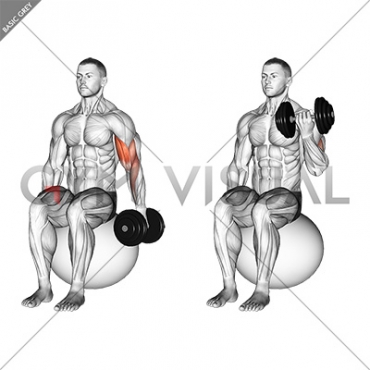 Dumbbell One Arm Seated Bicep Curl on Exercise Ball