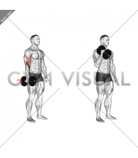 Dumbbell One Arm Standing Hammer Curl