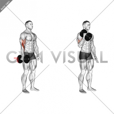 Dumbbell One Arm Standing Hammer Curl