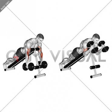 Dumbbell Prone Incline Hammer Curl