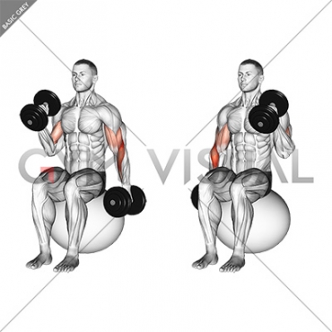 Dumbbell Seated Alternate Hammer Curl on Exercise Ball