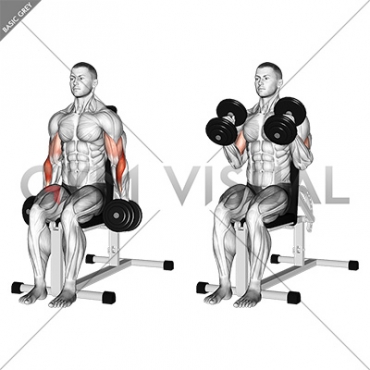 Dumbbell Seated Hammer Curl