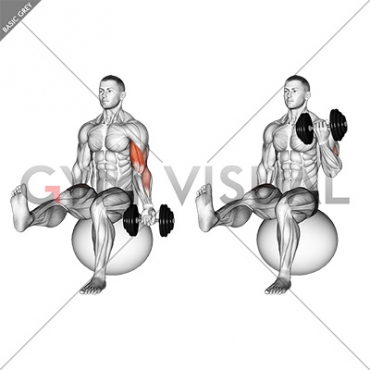 Dumbbell Seated One Arm Bicep Curl on Exercise Ball with Leg Raised