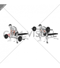 Barbell Seated Close-grip Concentration Curl