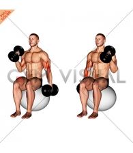 Dumbbell Seated Alternate Hammer Curl on Exercise Ball