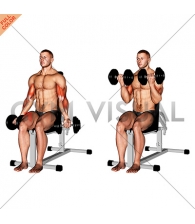 Dumbbell Seated Bicep Curl