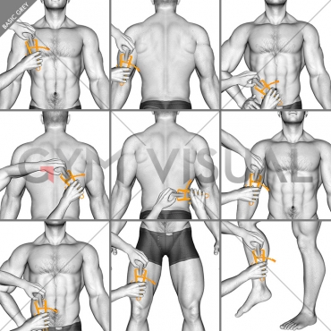 Body fat measurement (male)