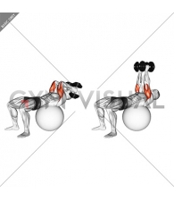Exercise Ball Supine Triceps Extension