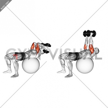 Exercise Ball Supine Triceps Extension