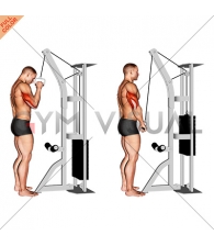 Cable One Arm Tricep Pushdown