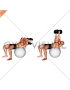 Exercise Ball Supine Triceps Extension