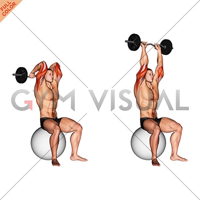 Exercising. French Press with a Barbell Lying Stock Illustration -  Illustration of exercising, uniform: 59331994