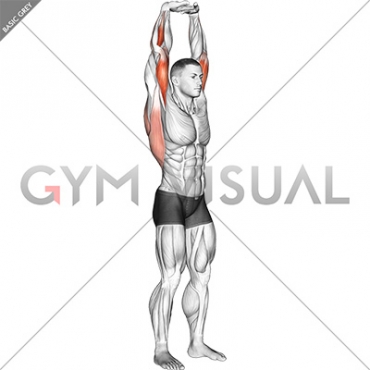 Extension Of Arms In Vertical Stretch