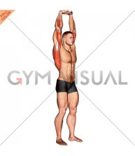Extension Of Arms In Vertical Stretch