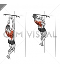 Chin-ups (narrow parallel grip)