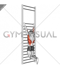 Two handed hang back stretch (with Training Wall Bars)