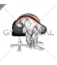 Seated Lower Trunk Extensor Lateral Flexor Stretch