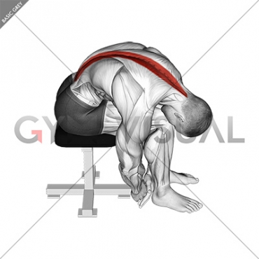 Seated Lower Trunk Extensor Lateral Flexor Stretch