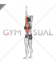 Shoulder Adductor Elevator And Protractor Stretch