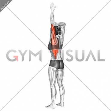 Shoulder Adductor Elevator And Protractor Stretch