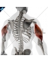 Triceps brachii Lateral head