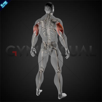 Sydney - 3D model Triceps and biceps