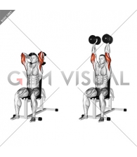 Dumbbells Seated Triceps Extension