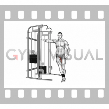 Cable Hip Adduction