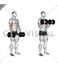 Dumbbell Biceps Curl