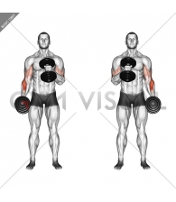 Dumbbell Cross Body Hammer Curl