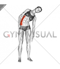 Standing Lateral Side Stretch