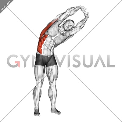 https://gymvisual.com/9523-thickbox_default/standing-side-stretch.jpg