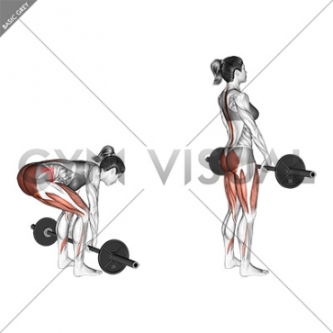 Barbell Deadlift (female)