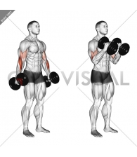 Dumbbell Hammer Curl (version 2)