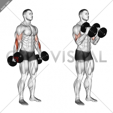 Dumbbell Hammer Curl (version 2)