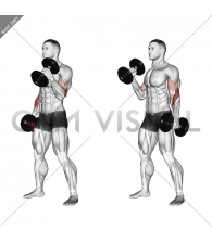 Dumbbell Hammer Curl