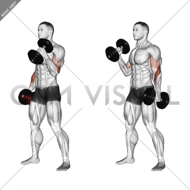 Dumbbell Hammer Curl