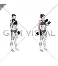 Dumbbell Hammer Curl (female)