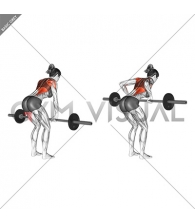 Barbell Bent Over Row (female)