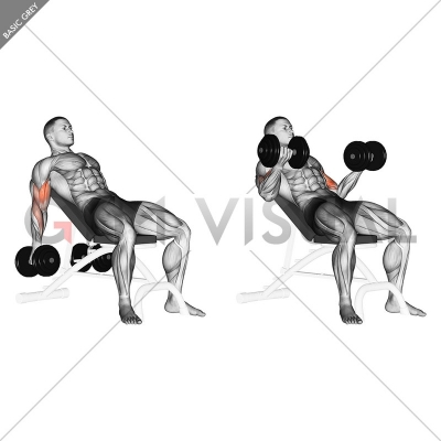 Dumbbell Incline Biceps Curl - Gym visual
